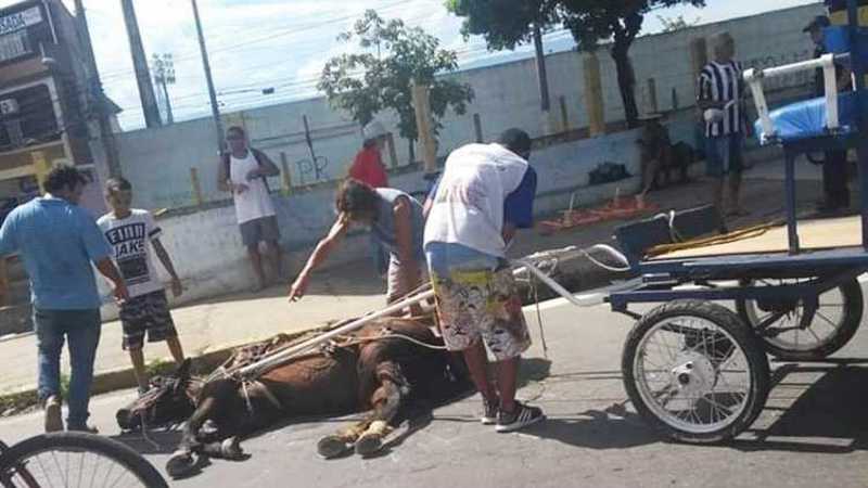 Cavalo que teria desmaiado por exaustão no dia 19 de janeiro de 2019. Divulgação/MP
